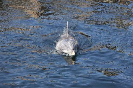 海豚在湖中游泳水池高清图片素材