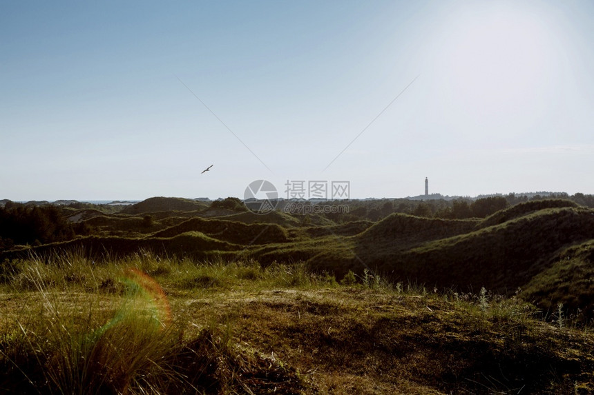 衬套草全景大海滚动沿沙丘上的绿色植被日落前的阳光夏之季假期概念如画图片