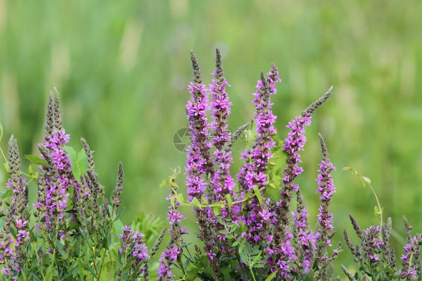 夏季生长的紫色湿地野生花朵夏天的常见图片