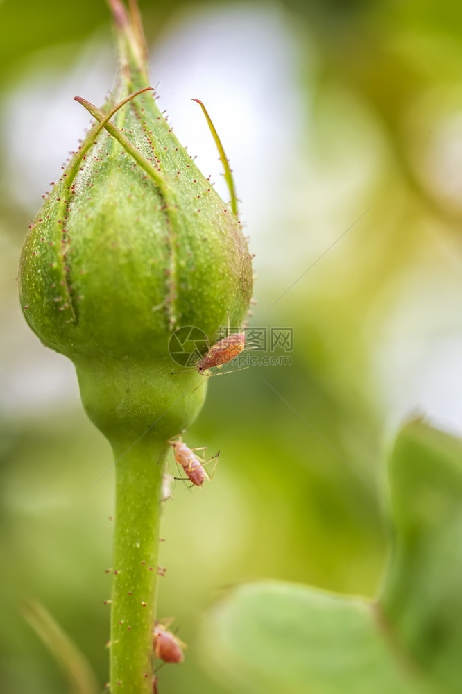 敌人自然中玫瑰芽的虫子关闭垂直视图农药错误图片