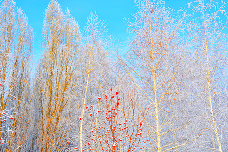 白色的冬天树木满是积雪和冰霜森林下的下雪的高清图片素材