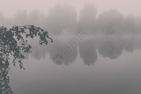 场景树木蓝色的神秘渔池湖边河流树上薄雾清晨图片