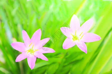 明亮的春天花园中美丽的粉红色花朵户外图片