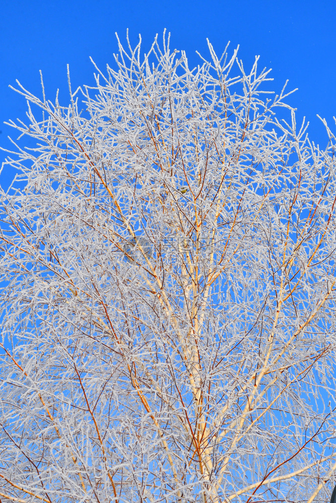 森林白色的季节冬天树木满是积雪和冰霜图片