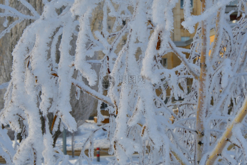 磨砂晴天冻结冬的树木满是积雪和冰霜图片
