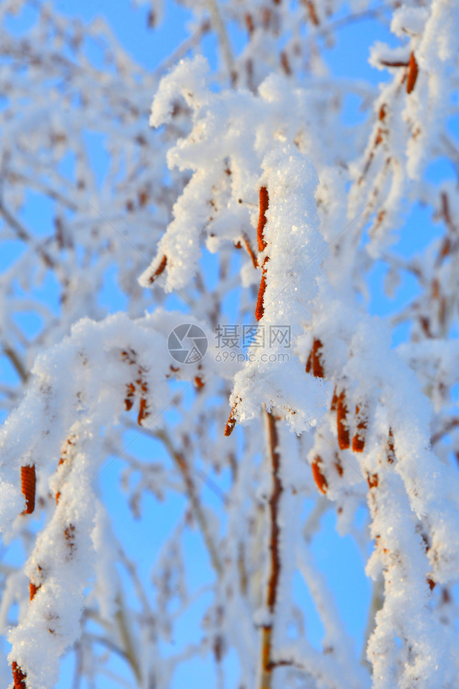 木头绿色冬天的树木满是积雪和冰霜颜色图片