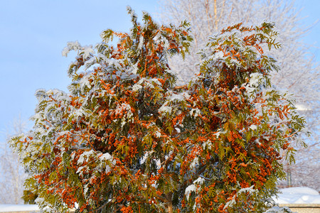 户外落下冬天的树木满是积雪和冰霜环境图片