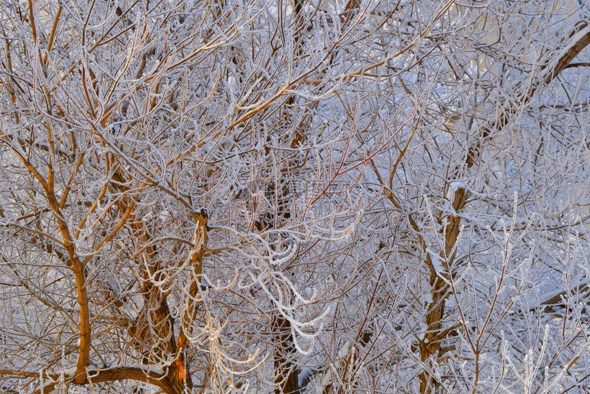 冬天的树木满是积雪和冰霜木头天气风景图片