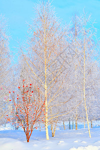 自然冬天的树木满是积雪和冰霜美丽落下磨砂高清图片素材
