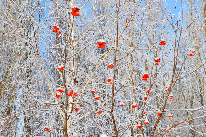 风景乡村的覆盖冬天树木满是积雪和冰霜图片