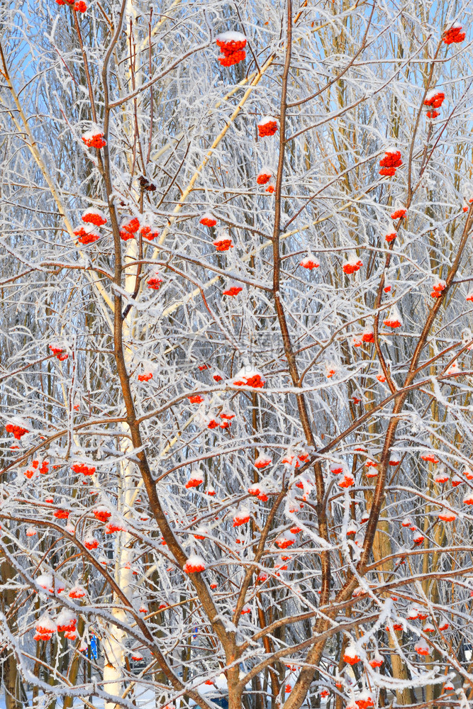 冬天的树木满是积雪和冰霜乡村的早晨季节图片