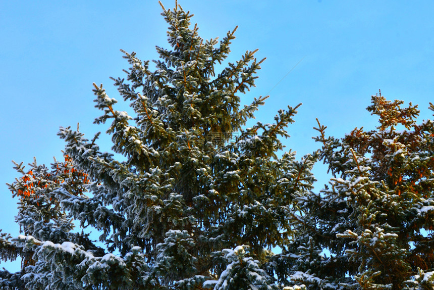 环境冬天的树木满是积雪和冰霜磨砂景观图片