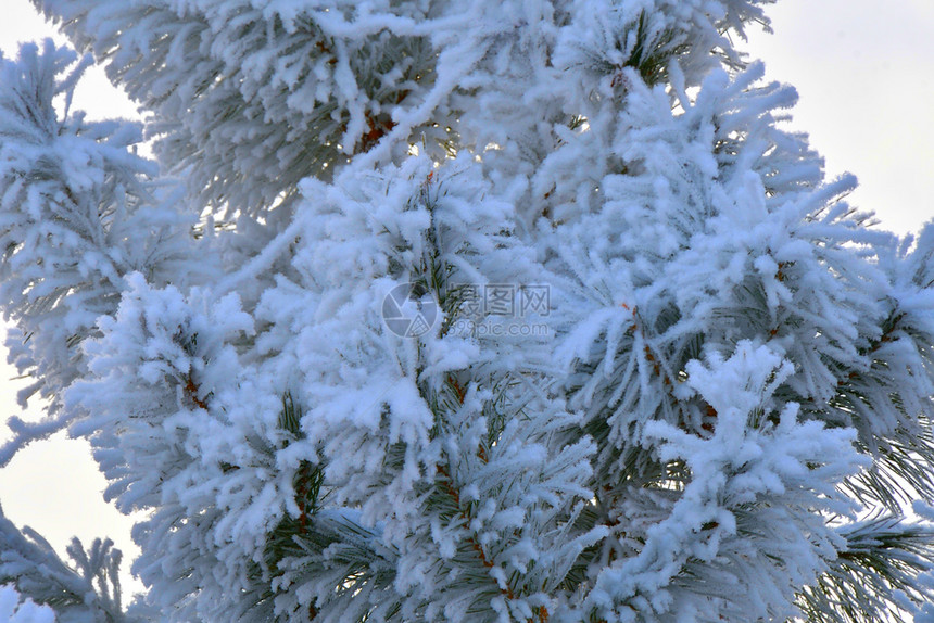 美丽下雪的冬天树木满是积雪和冰霜松树图片