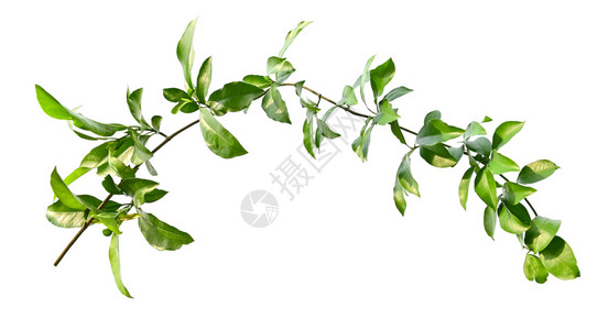白色背景的绿叶长春线分离植物枝条叶子图片