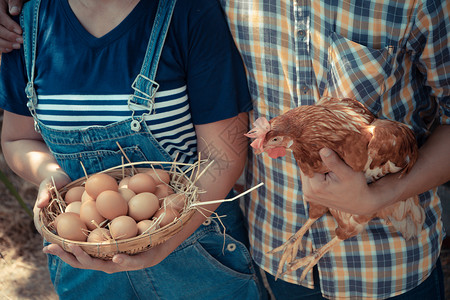 一对农民拿着新鲜鸡蛋和一只鸡图片