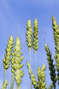 绿色小麦在农业田地上与蓝天对准绿色小麦夏季关闭成熟庄稼图片