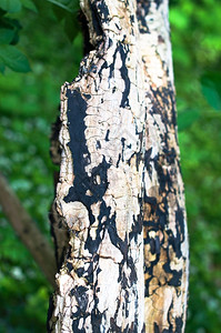 木材夏天紧贴在一棵烂树上覆盖着苔白蚁图片
