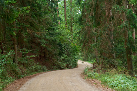 叶子走高的古老绿树长高的木之间旧土路自然图片