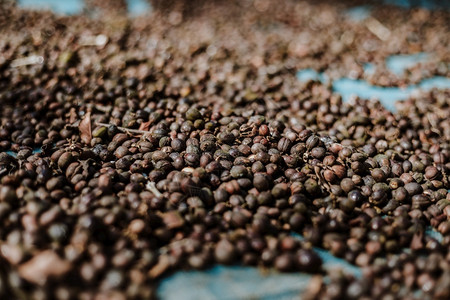 咖啡种植园晾晒的咖啡豆背景图片