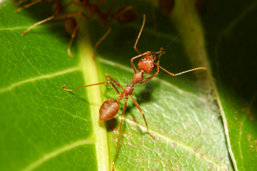 叶子上的蚂蚁昆虫图片