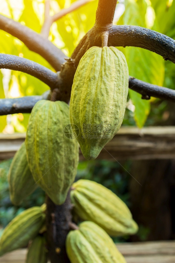 丛林绿色CacaoTreeTheobromacacao自然界中的有机可果荚阳光图片