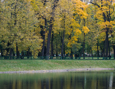 分支秋天季风景公园环境湖图片