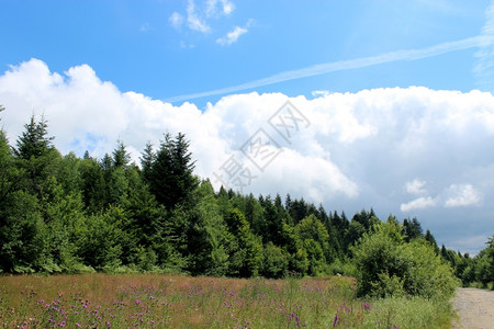 景观生活天堂美丽的风景森林上方有巨大的白云图片