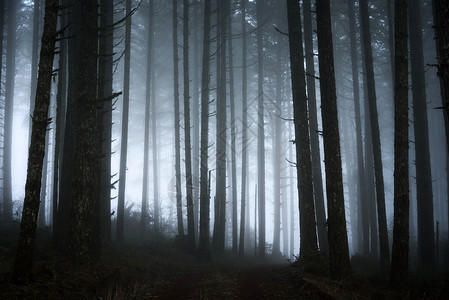 带雾的抽象黑暗森林充满恐怖的森林景象鬼路雨图片