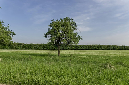 云保加利亚卢多戈里Ludodogoriie春生绿草和树木的美丽景观颜色场背景图片