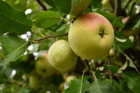 绿色食物在苹果树绿叶中生长成熟的红苹果和黄美味可口树叶图片