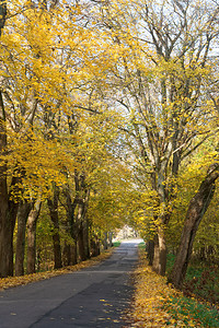 颜色湿秋路黄叶旁的树湿秋公园红色的图片