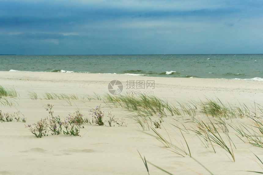 海边吹拂的海草图片