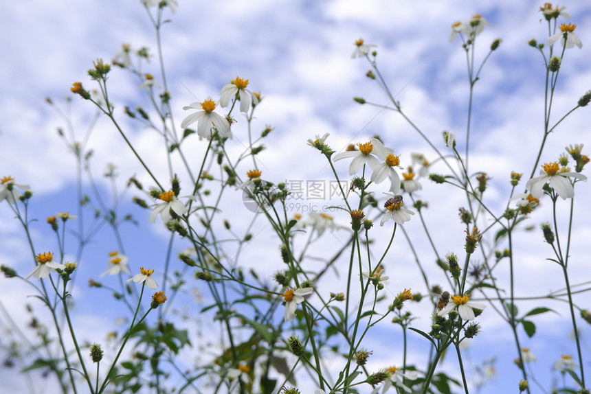 场地云野花在蓝天背景下自然而生的菊花朵盛开图片