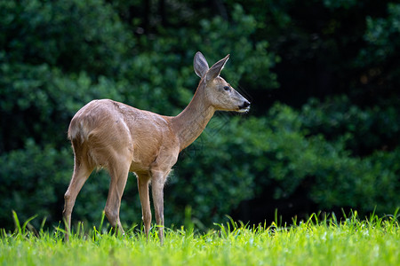 母鹿野生动物女森林中的鹿卡普雷奥勒斯角驯鹿图片