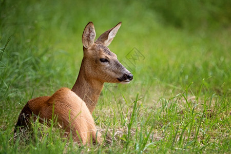 棕色的女母鹿森林中的卡普雷奥勒斯角驯鹿图片