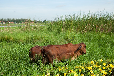 家畜宽敞在阔的草地里牛群是活在草原上的户外图片