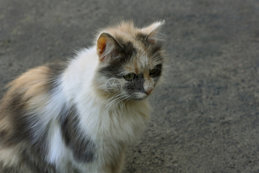 动物群小毛猫坐在人行道上向前看的哺乳动物手表图片