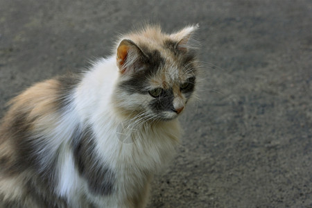 动物群小毛猫坐在人行道上向前看的哺乳动物手表图片