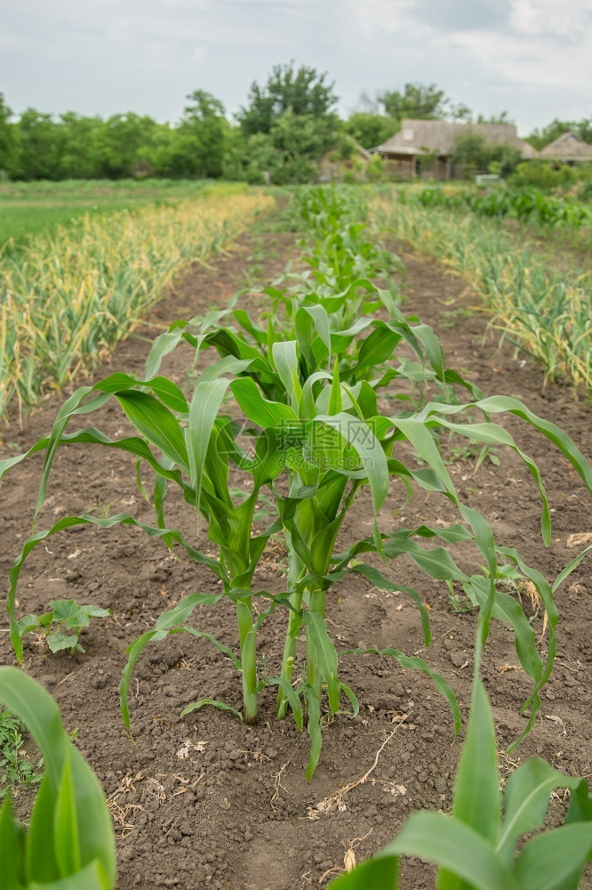 生长在花园里的年轻绿色玉米灌木种植庄稼生长在花园里的年轻绿色玉米灌木草黑钙土图片