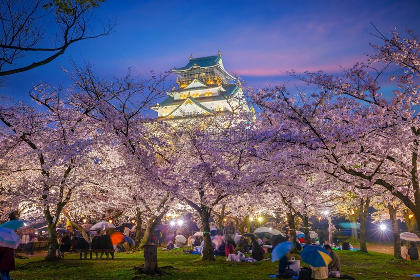 文化日本人大阪城堡的暮光日落时在本樱花开季节春天图片