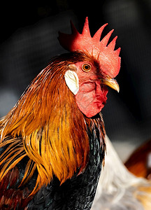 一个美丽的野生公鸡肖像展示红色的公鸡座笼中村庄白色的小鸡高清图片素材