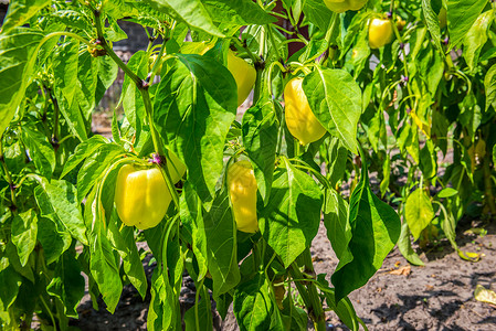 新鲜行业栽培的在花园里种植甜黄胡椒图片