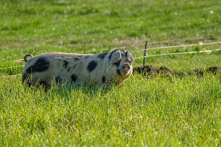 重点春天班海姆山草地上的单头本海默乡村猪自然图片