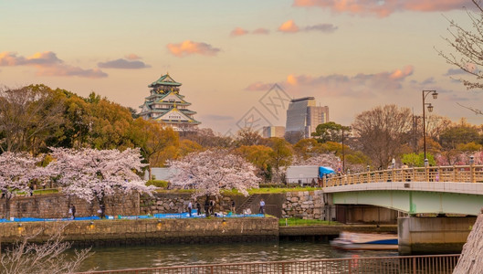 千本樱花园大阪城堡的暮光日落时在本樱花开季节亚洲晚上背景