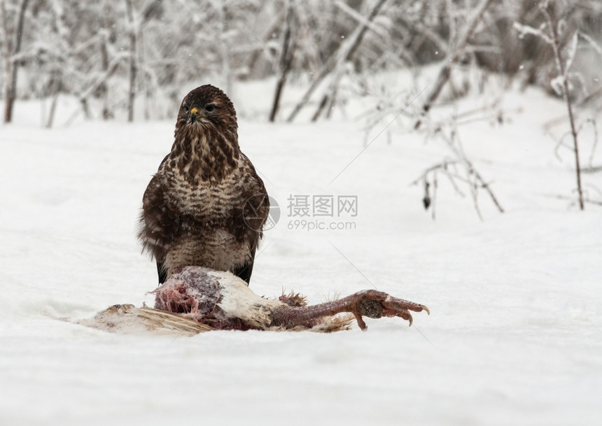 公园常见的博里波兰12月的寒冷和雪天里BoryTucholskieNationalPark横向视图中坐在猎火鸡上图片