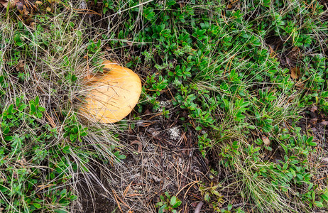 生的在森林中长野猪皮蘑菇秋草里有黄帽子的布利特斯水果绿色图片