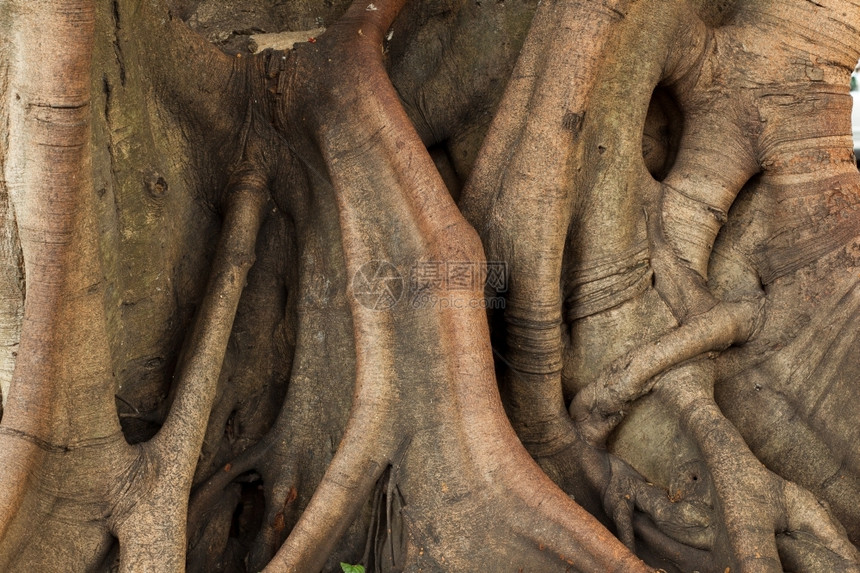 环境污垢荒野树的干根和大图片