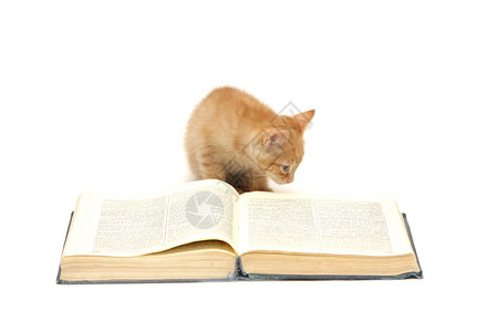 小猫咪看书图片