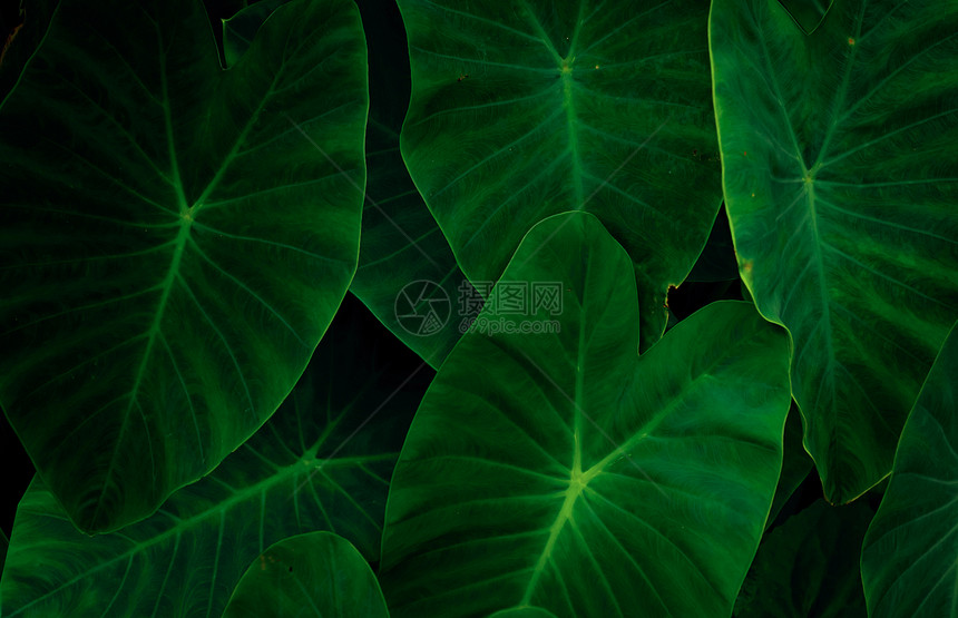 自然葱茏新鲜的绿色叶子背景最起码形态的绿色树叶深底绿色壁纸植物园树叶深底色墙纸上的树叶夜间植物园图片