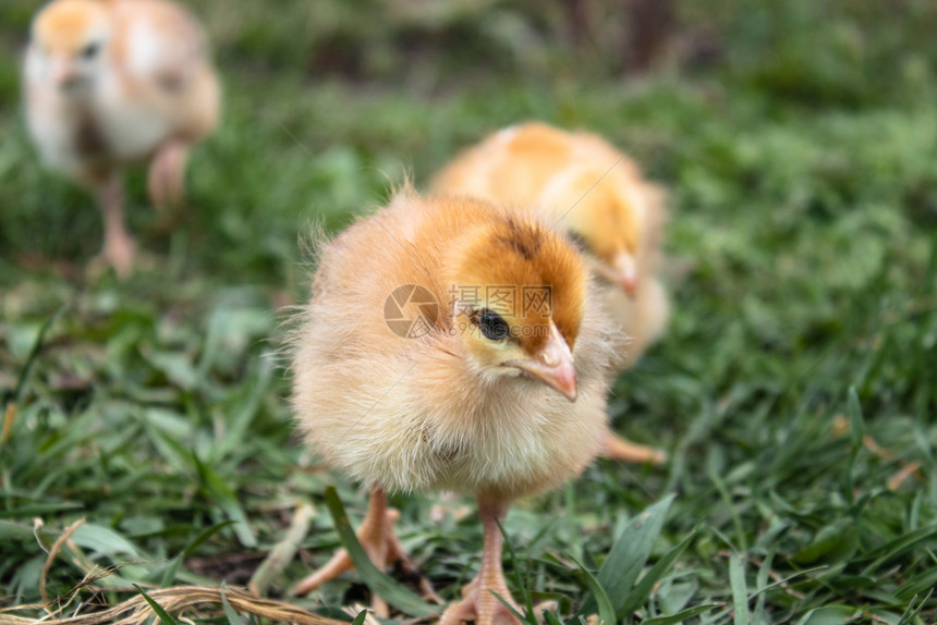 场地草上的黄鸡特写色的小鸡一群黄色的家禽养殖农业草地上的黄色鸡特写一群黄色的鸡家禽养殖颜色花园图片